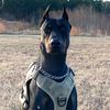 heru_thedoberman