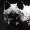 bam6o.fx
