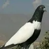 snowazizi