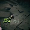 auto_harpy