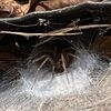 lurking.like.a.spider