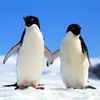 pingwinek5566_2