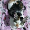 kitty_patittassuavess