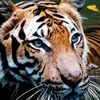 ahmad54225422