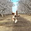 trevidood