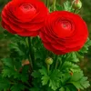 yn.so.thnh.cng