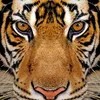 ricardosoares879