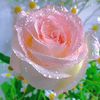sameerrayan662