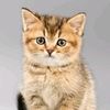 user8616219283607