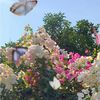 msgic_16