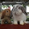 jaideebunnyfarm