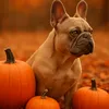 rolothefrenchie22