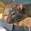 alex_rattus