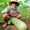 potat...h0e