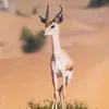 hmooodi.ali