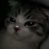 thy_kty