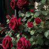 yossriahmed6
