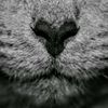 tictaktomcat