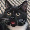 cat_prosto
