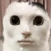 im._dyu