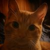 coracao_de_virgem