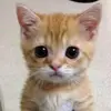 aksjejdjdjskskfncj