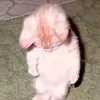suchoncaimay
