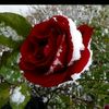 memocandeli_1