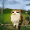 keepout_mrcz