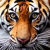 macan74_