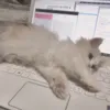 milyktt