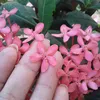 livinha_santos3