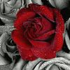 user2780871548207