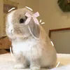 1bunny10