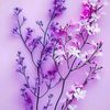foufa7157