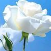 kayan__62