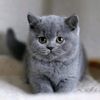 kotiki777_