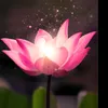 ✨Mo 🌺Huynh698✨