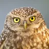 turnipian