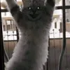 michael_a2236