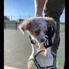 simba23080