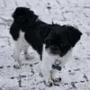 baxter_crossan