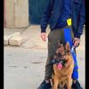 salimslimani483