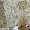amiraell81