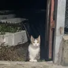 trnnbngc