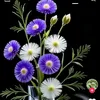 thanh.cng113