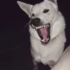 danyaahhhhh
