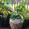 dalgona28