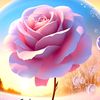 alrayan885