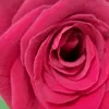 rosebush9